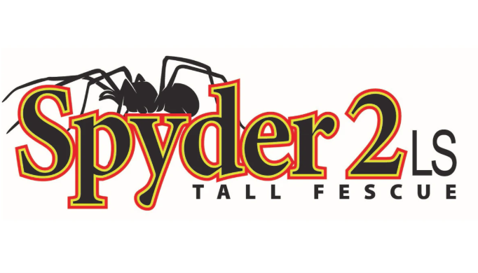 SPYDER LS TALL FESCUE 1KG