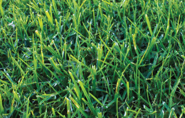 TURF KIKUYU EUREKA PER SQUARE METER