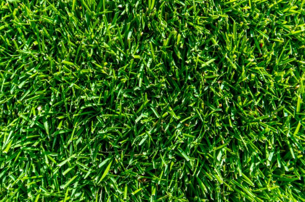 TURF TIF TUF HYBRID BERMUDA PER SQUARE METER