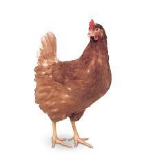 PULLET LOHMANN BROWN (NO RETURNS)