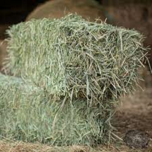 RHODES GRASS HAY BALE