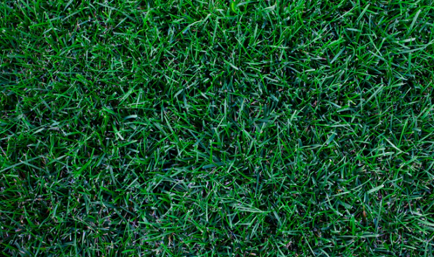 KENTUCKY BLUEGRASS 1KG
