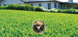 TURF SIR WALTER CERTIFIED BUFFALO PER SQUARE METER